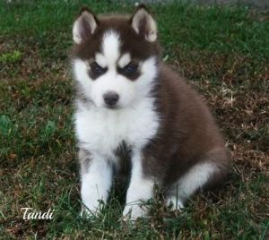 Siberian Husky Puppies Ready