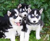 Siberian Husky Puppies