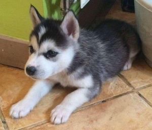 Text (***) ***-***7 Healthy Husky Puppies