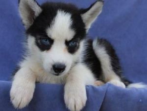 Registered Husky Puppies (***) ***-***7