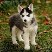 Akc Husky Pups Ready Text Me ***