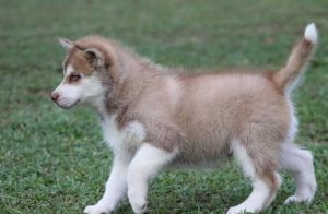 Siberian Husky Puppies :(***) ***-***5