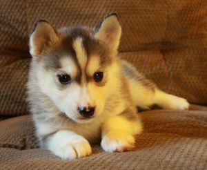 Huskies puppies for adoption