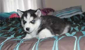 ****2 Girls And 1 Boy Now Siberian Husky***