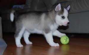 Sweet Siberian Husky Puppies