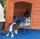 Siberian Husky Puppies! Text : ***
