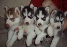 Cute and loving Siberian Husky puppies