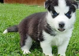 Here Siberian Husky Puppies