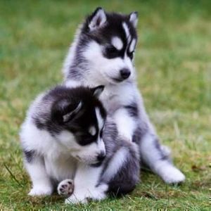 Siberian Husky Puppies Blue eyes Ready