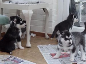 Lovely Siberian Husky Puppies