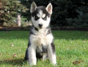 Excellent Siberian Husky Puppies