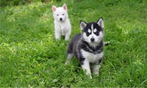 Cute Husky For Sale