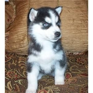 Beautiful Rare Brown Piebald Husky Puppy