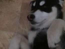 Good siberian husky dog Seeks forever home