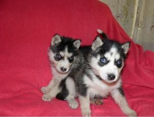 family pet that has a great temperament