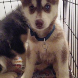 Husky needs good home!