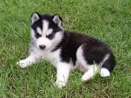 Siberian Huskies both male and female a
