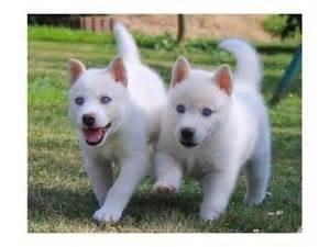 Husky puppies for sale