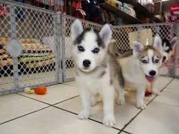 Huskey Pups