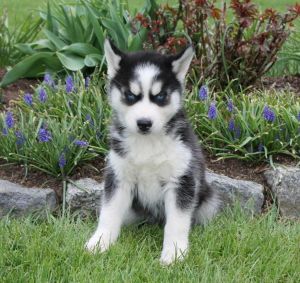 Gorgeous Siberian husky puppies