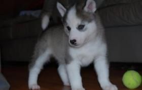 Charming Siberian Husky Puppies