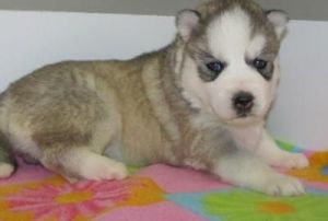 Text Or Call Now*** For Huskey