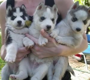 Blue Eyes Siberian Husky Puppies