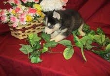 Siberian husky puppies for sale