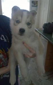 5 Adorable Husky Pups For Sale