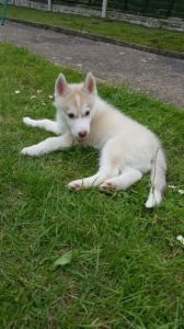 Male And Female Husky X Malamute Puppies