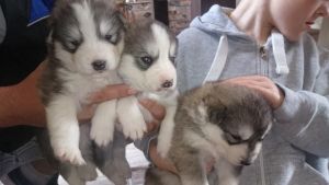 Male and female Siberian Husky puppies