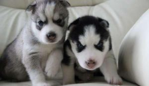 Siberian husky puppies for adoption
