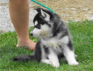 Healthy Siberian husky puppies