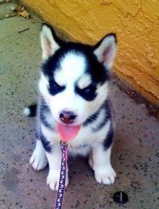 Siberian Huskies Ready Now Text ***