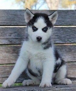 Registered Husky Pups Ready Text (***) ***-***5