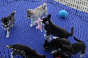 Siberian Husky Puppies Text *** *** ***8