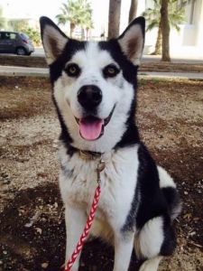 Siberian Husky For Adoption
