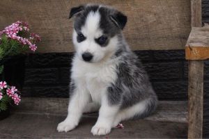 Rugar Shiba- Inusky ***