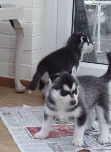 Siberian Husky Males And Female Kc Registered