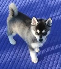 S husky dogs available now