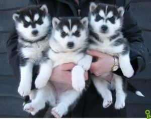 Siberian Husky puppies for sale