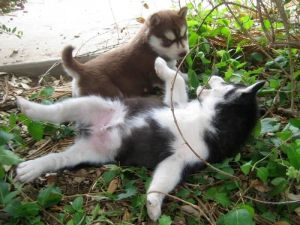 Siberian Huskies