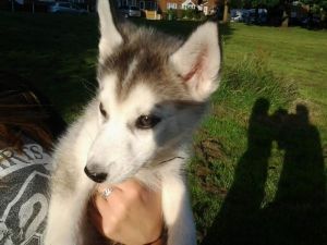 siberian husky pupps for sale
