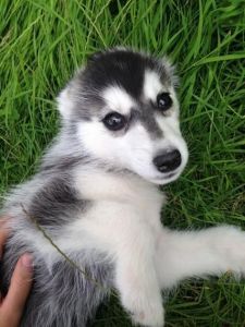 lovely siberian husky pupps for adoption