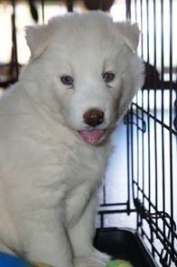 beautiful siderian husky puppy