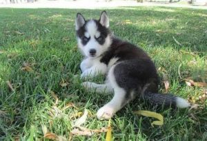 We are looking for a very loving