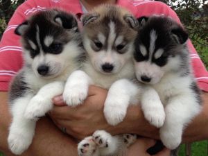 Akc Registered Blue Eyes Siberian Husky Pups