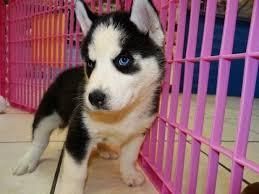 Siberian Husky for Adoption