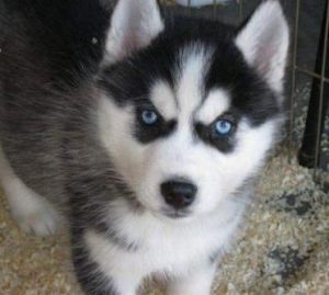beautiful Siberian husky for your families
