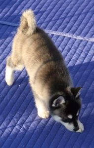 Having male and female husky for new homes